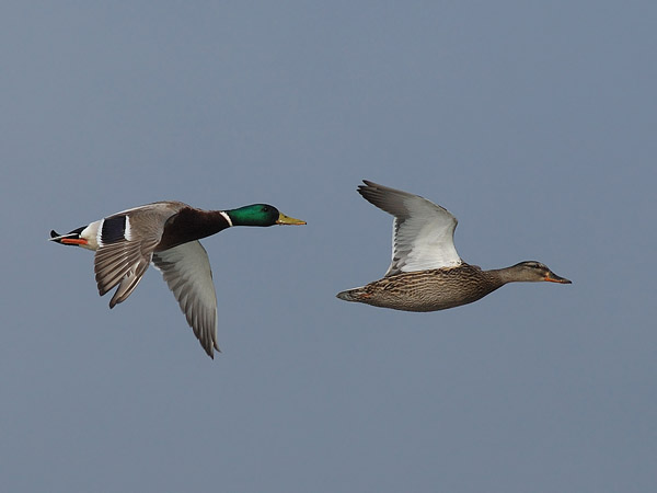Sinisorsa, Mallard, Anas platyrhynchos